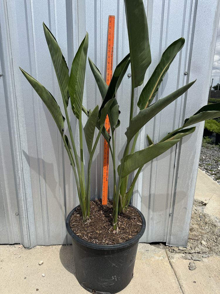 strelitzia-reginae-bird-of-paradise-orange-crane-flower