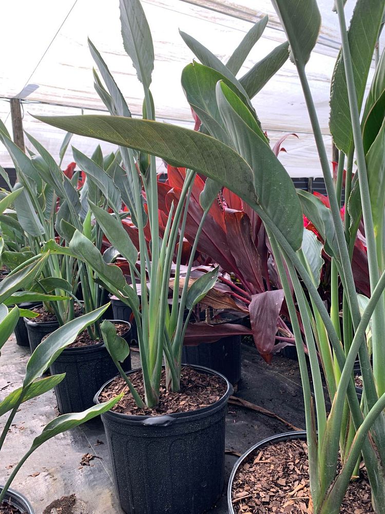 strelitzia-reginae-bird-of-paradise-orange-crane-flower