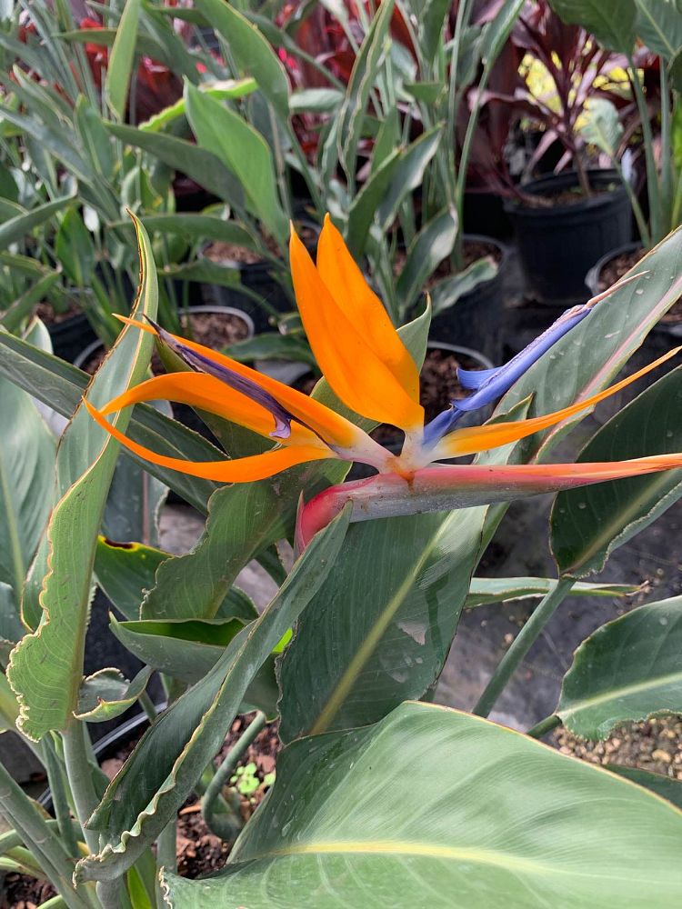 strelitzia-reginae-bird-of-paradise-orange-crane-flower