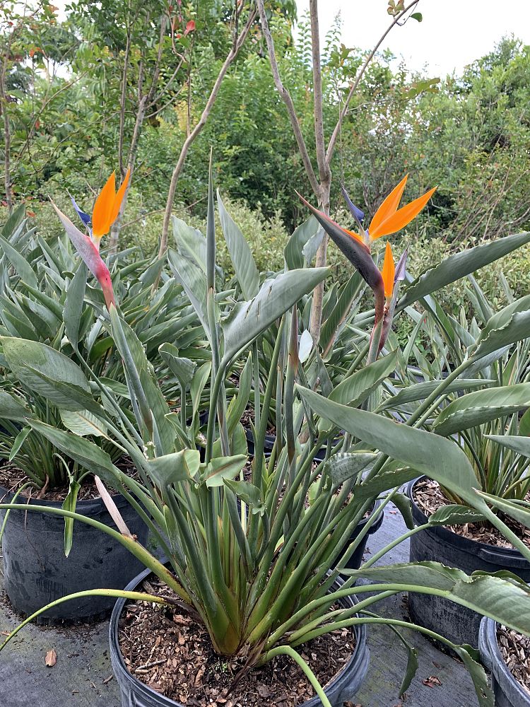 strelitzia-reginae-bird-of-paradise-orange-crane-flower
