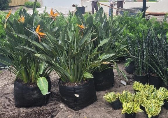 strelitzia-reginae-bird-of-paradise-orange-crane-flower