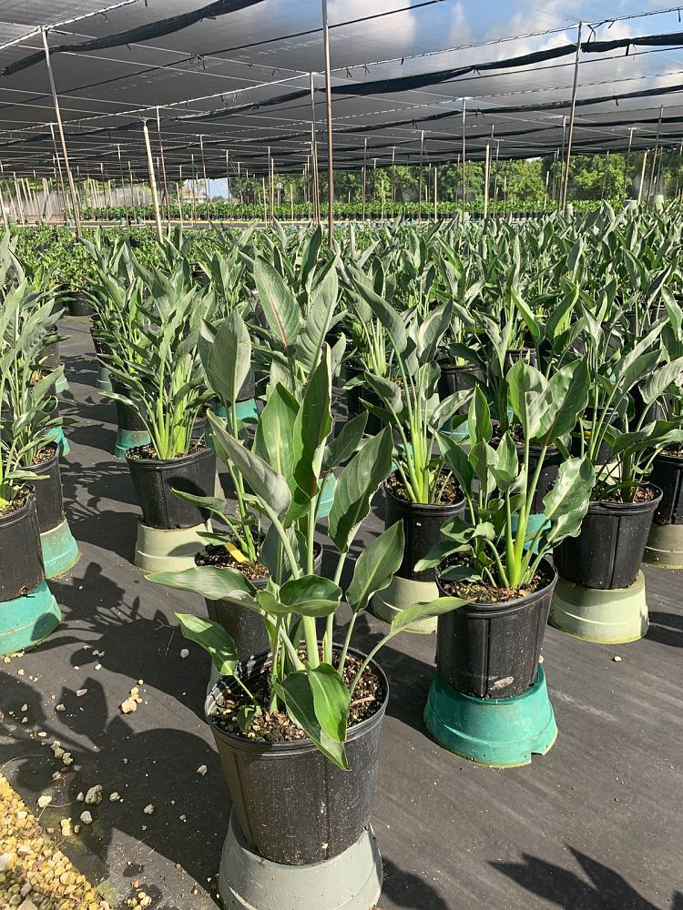 strelitzia-reginae-bird-of-paradise-orange-crane-flower