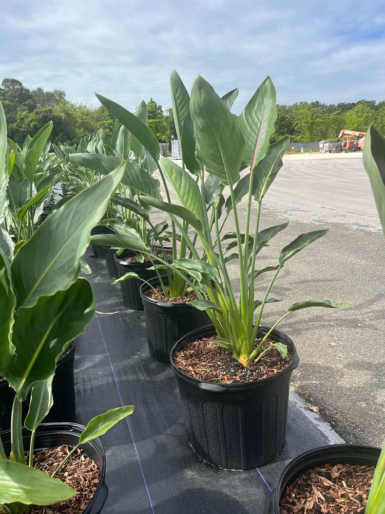 strelitzia-reginae-bird-of-paradise-orange-crane-flower