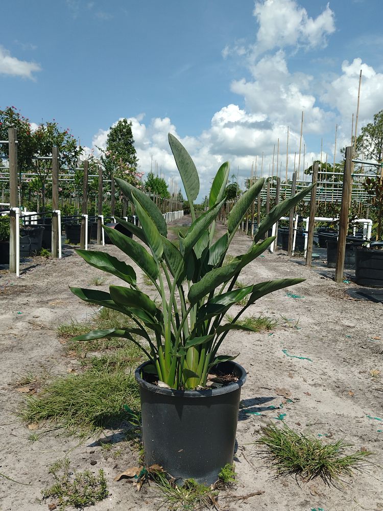 strelitzia-reginae-bird-of-paradise-orange-crane-flower