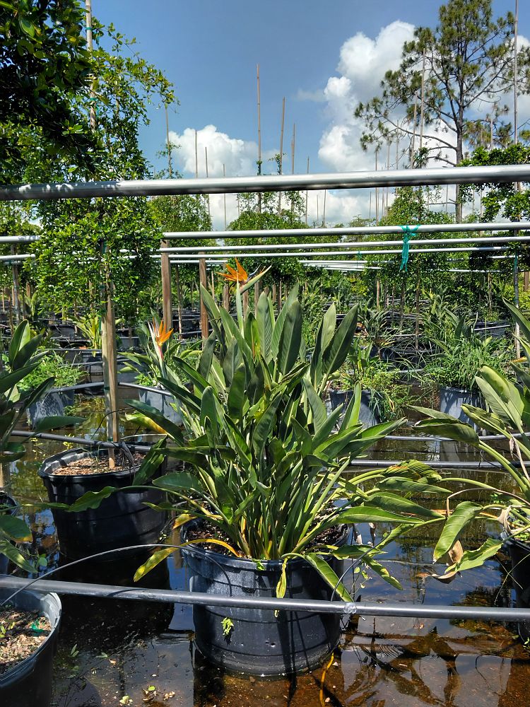 strelitzia-reginae-bird-of-paradise-orange-crane-flower