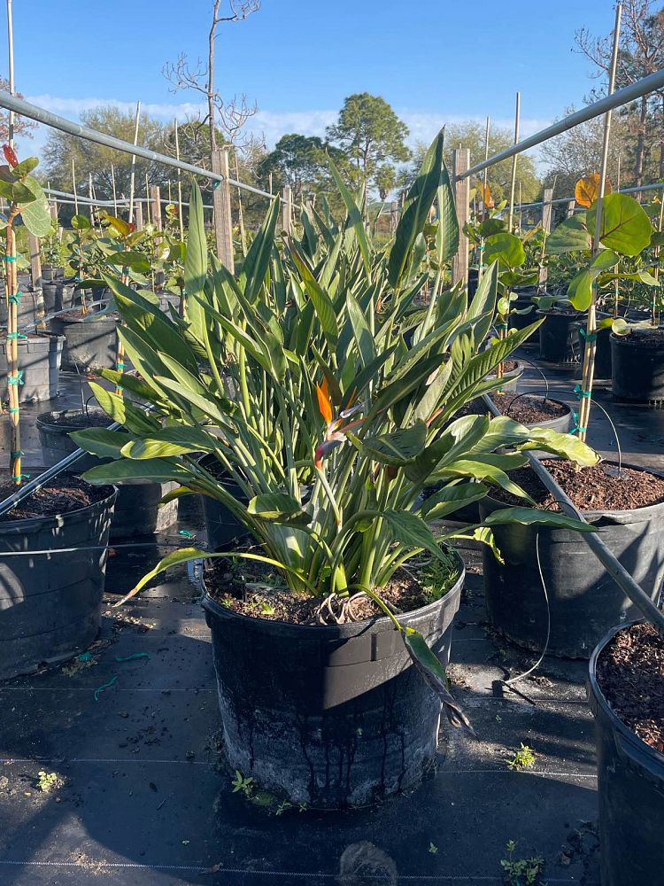 strelitzia-reginae-bird-of-paradise-orange-crane-flower