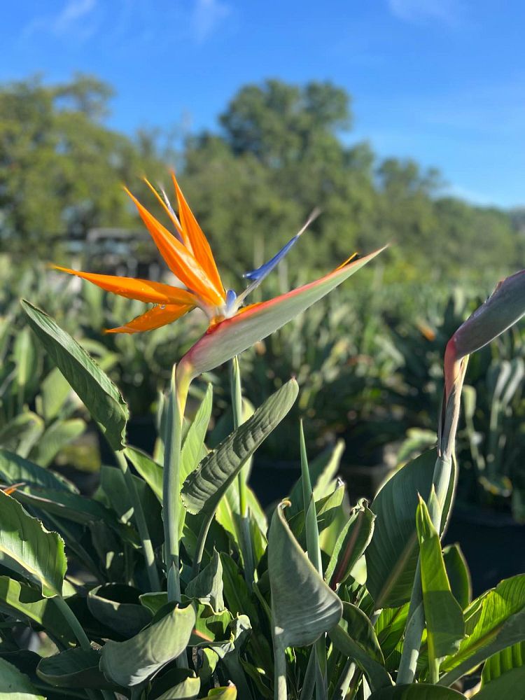 strelitzia-reginae-bird-of-paradise-orange-crane-flower