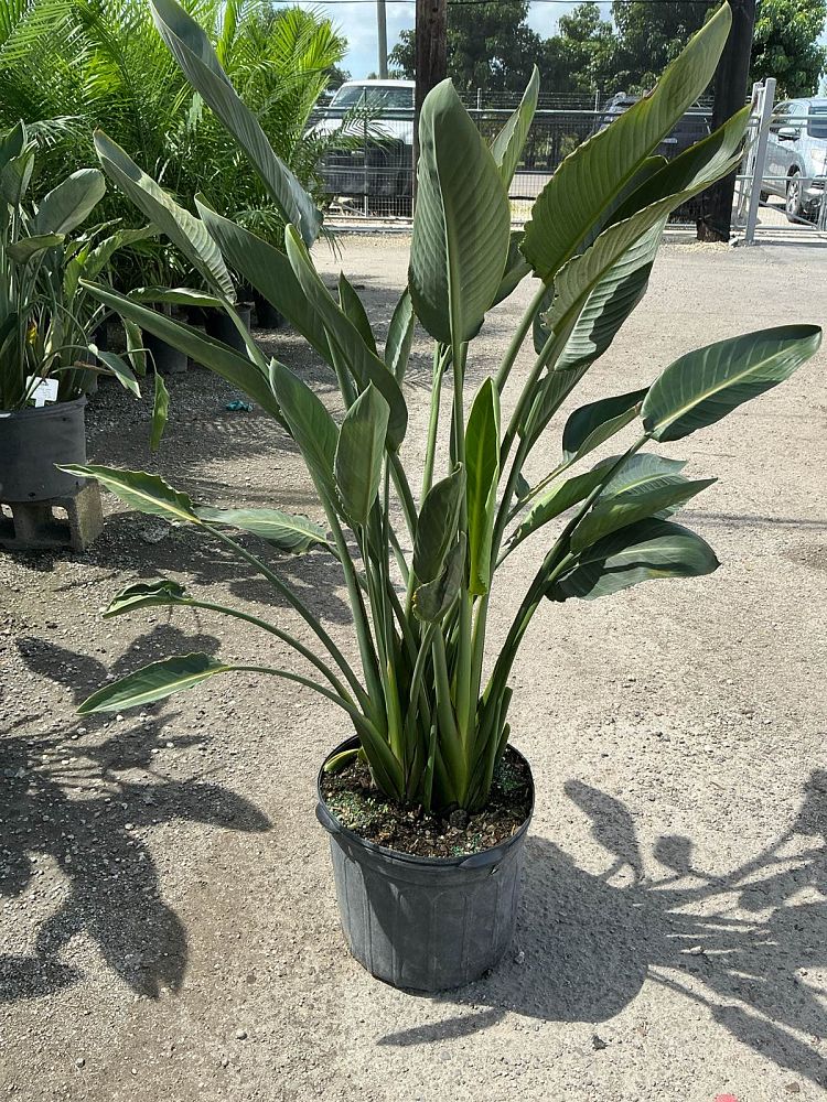 strelitzia-reginae-bird-of-paradise-orange-crane-flower