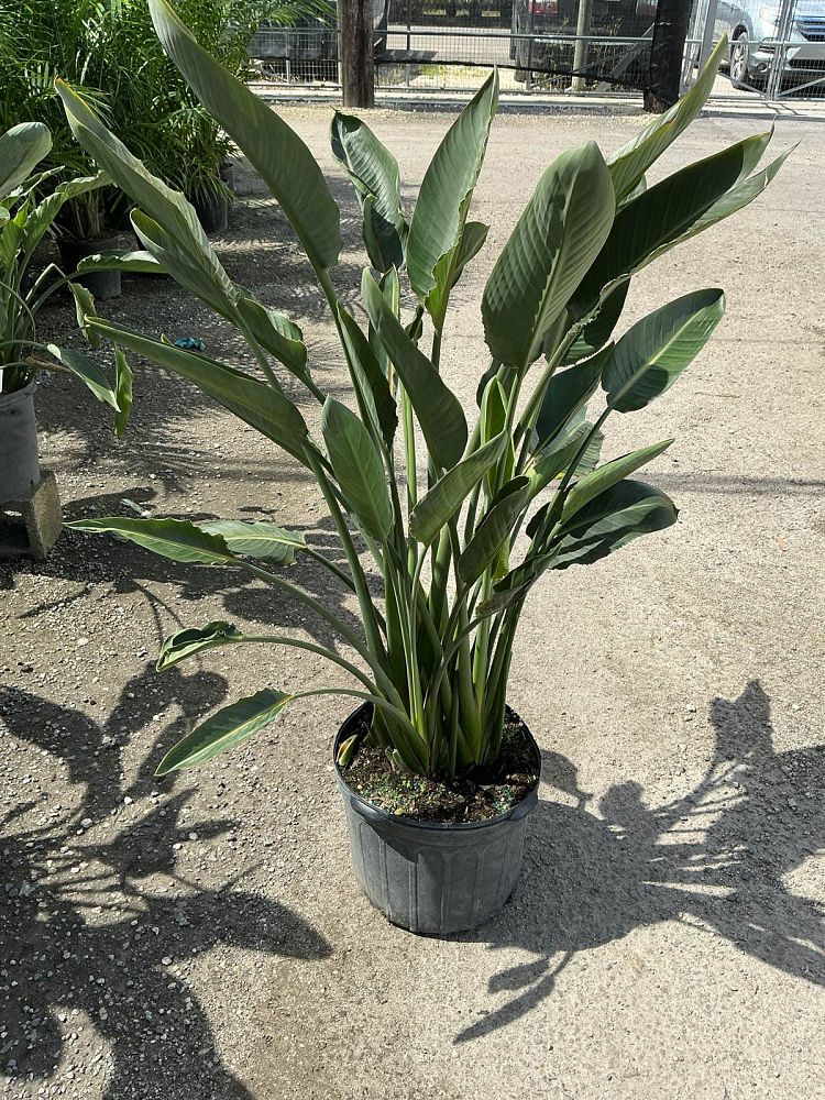 strelitzia-reginae-bird-of-paradise-orange-crane-flower