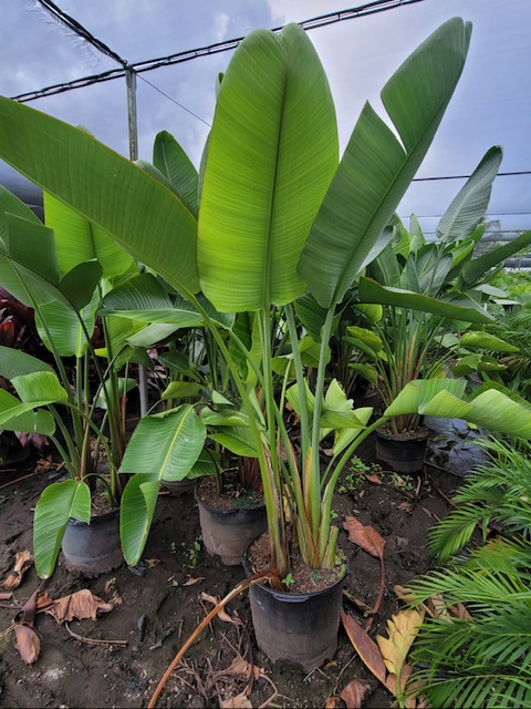 strelitzia-reginae-bird-of-paradise-orange-crane-flower