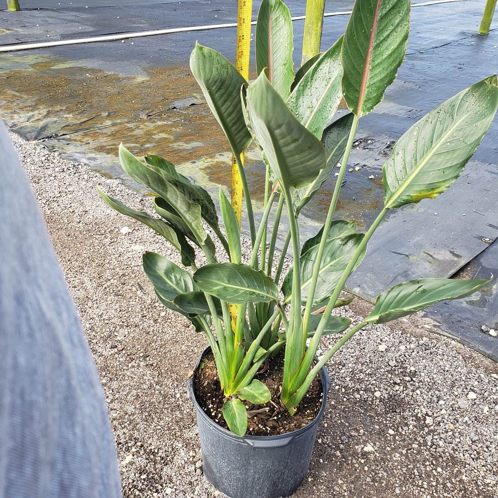 strelitzia-reginae-bird-of-paradise-orange-crane-flower