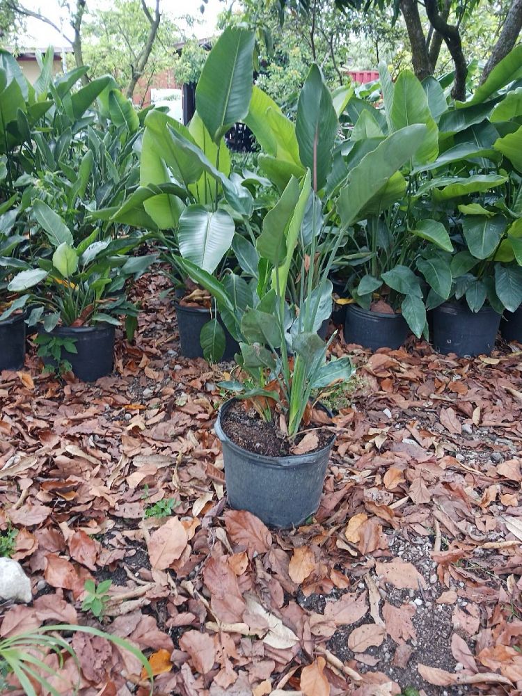 strelitzia-reginae-bird-of-paradise-orange-crane-flower