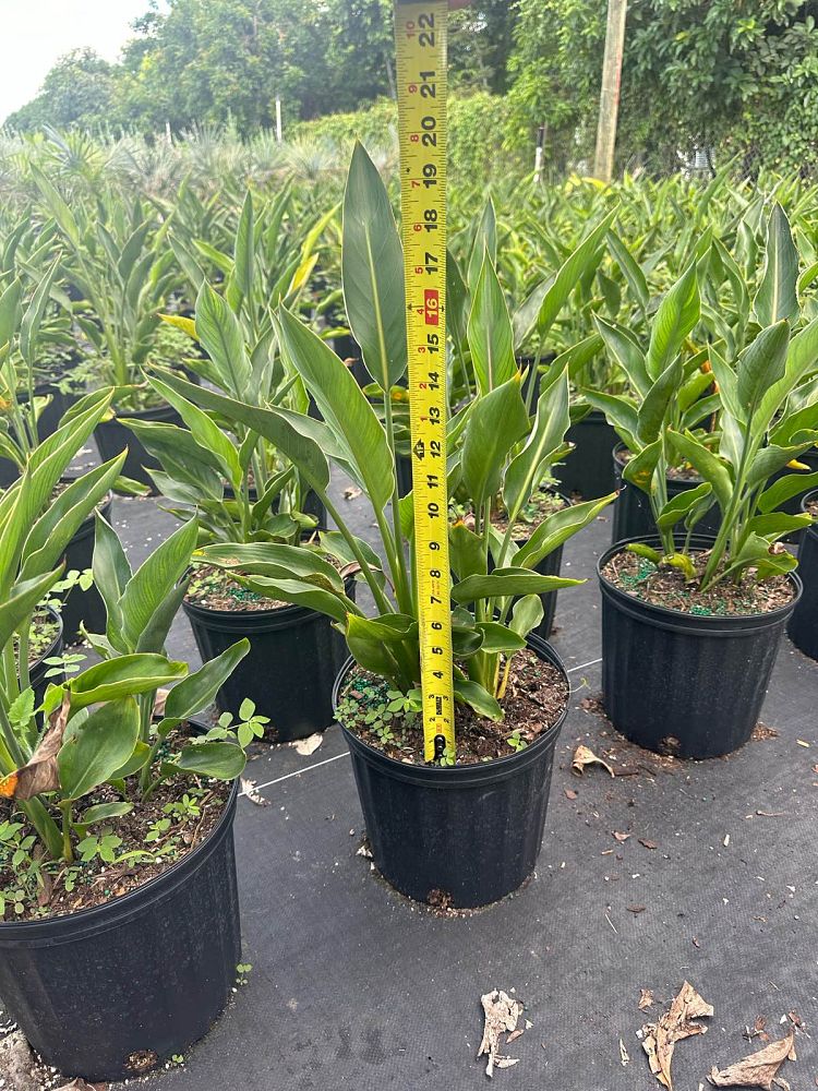 strelitzia-reginae-bird-of-paradise-orange-crane-flower