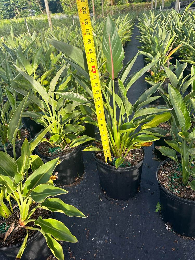 strelitzia-reginae-bird-of-paradise-orange-crane-flower