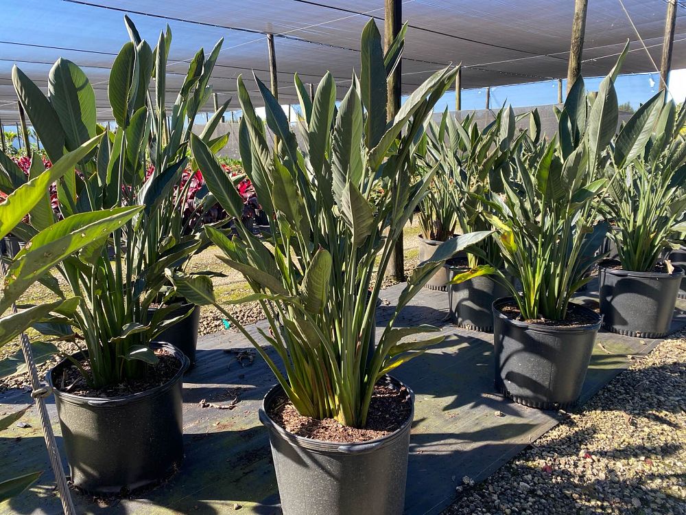 strelitzia-reginae-bird-of-paradise-orange-crane-flower