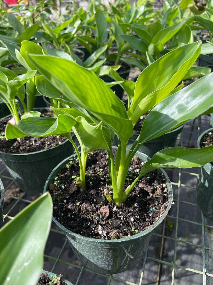 strelitzia-reginae-bird-of-paradise-orange-crane-flower