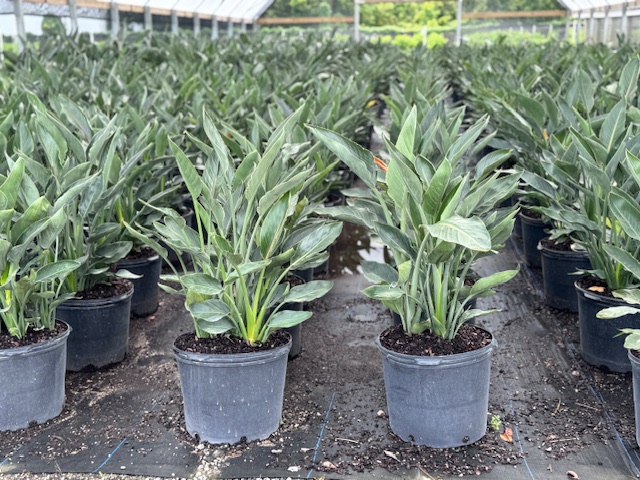strelitzia-reginae-bird-of-paradise-orange-crane-flower