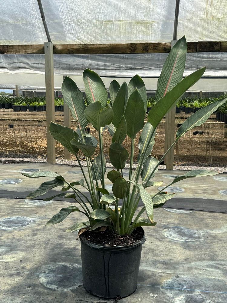 strelitzia-reginae-bird-of-paradise-orange-crane-flower