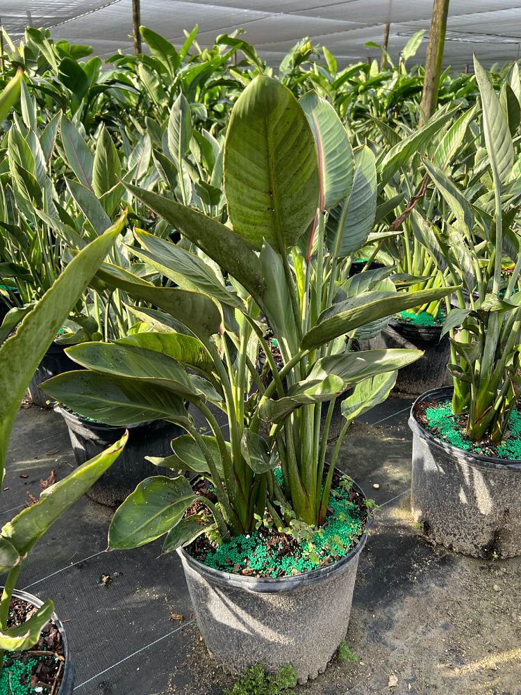 strelitzia-reginae-bird-of-paradise-orange-crane-flower