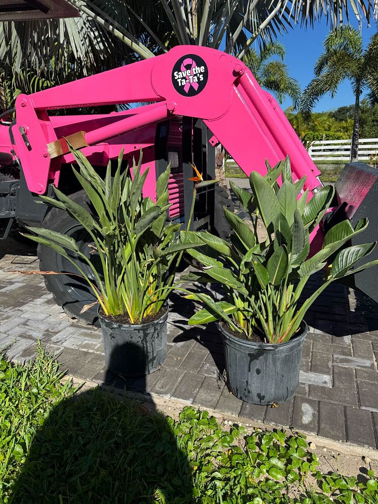 strelitzia-reginae-bird-of-paradise-orange-crane-flower