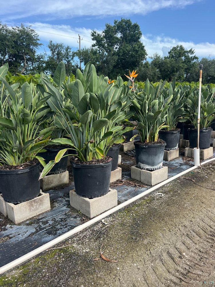 strelitzia-reginae-bird-of-paradise-orange-crane-flower
