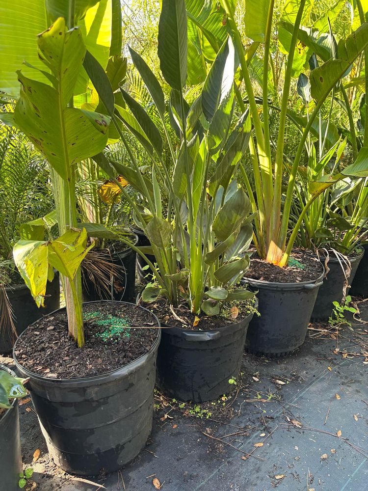 strelitzia-reginae-bird-of-paradise-orange-crane-flower