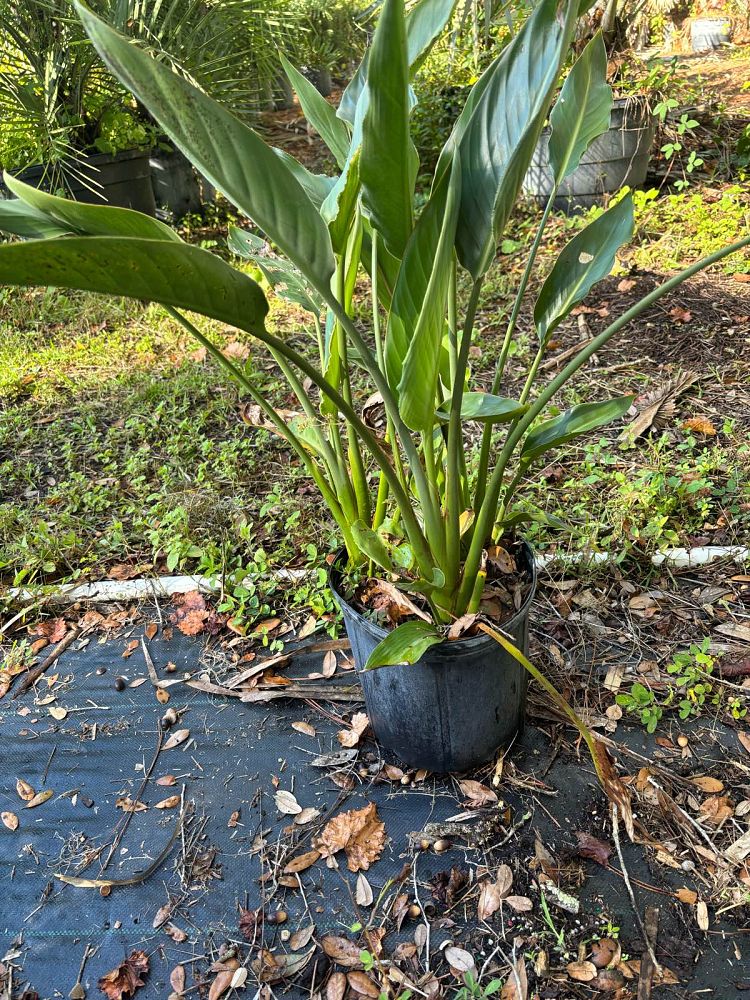 strelitzia-reginae-bird-of-paradise-orange-crane-flower