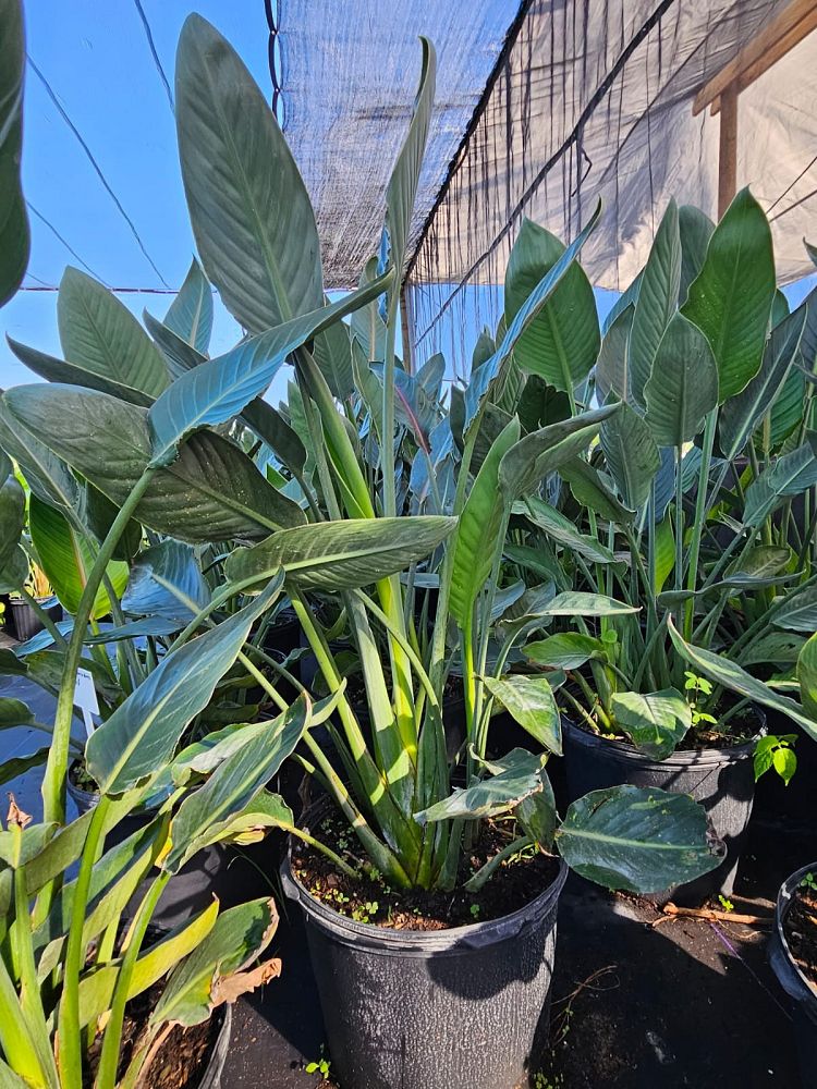strelitzia-reginae-bird-of-paradise-orange-crane-flower