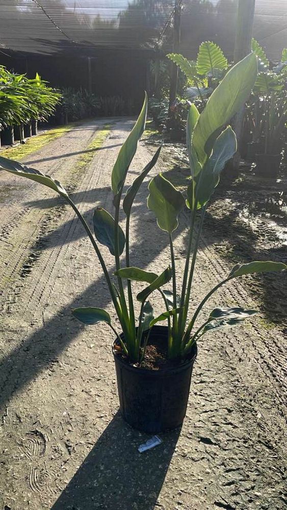 strelitzia-reginae-bird-of-paradise-orange-crane-flower