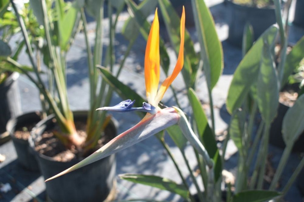 strelitzia-reginae-bird-of-paradise-orange-crane-flower