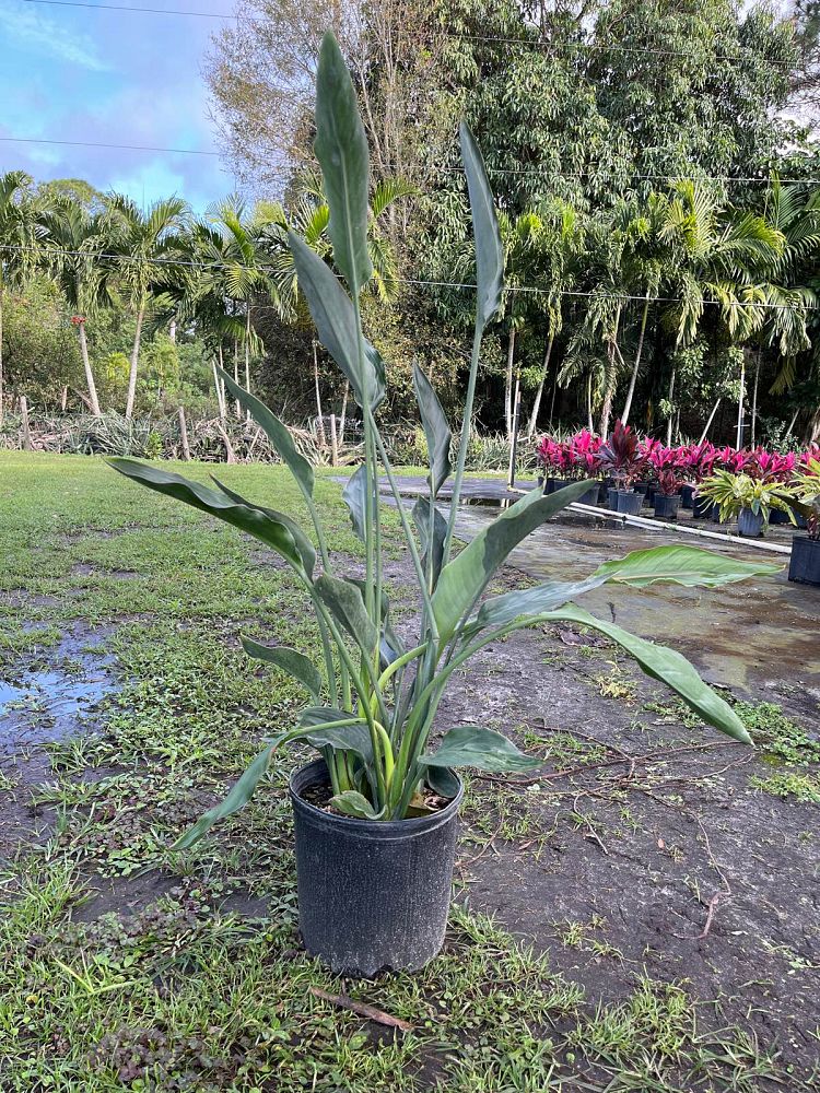 strelitzia-reginae-bird-of-paradise-orange-crane-flower