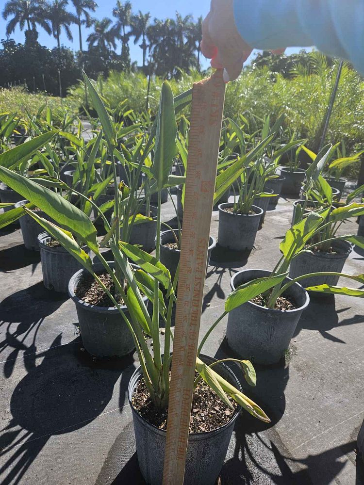 strelitzia-reginae-bird-of-paradise-orange-crane-flower