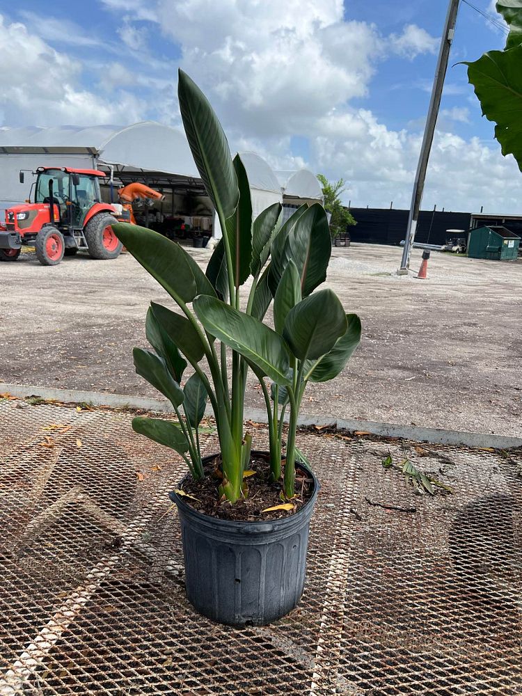 strelitzia-reginae-bird-of-paradise-orange-crane-flower