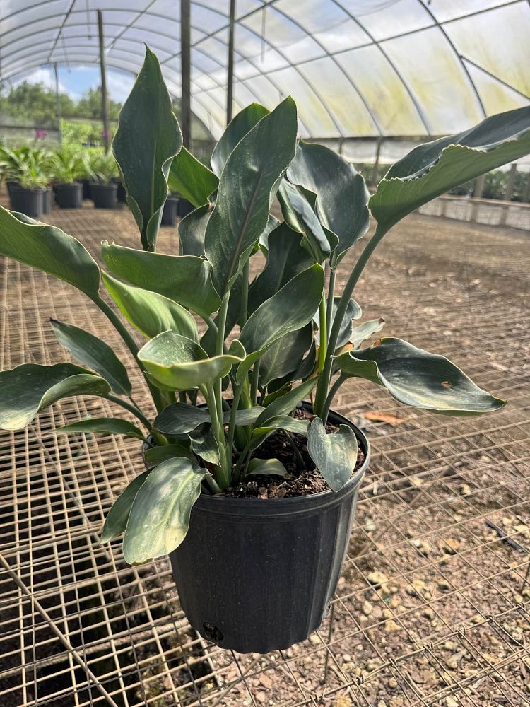strelitzia-reginae-bird-of-paradise-orange-crane-flower