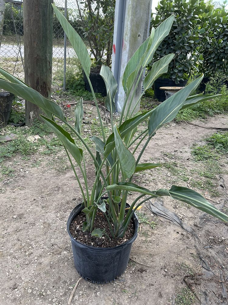 strelitzia-reginae-bird-of-paradise-orange-crane-flower
