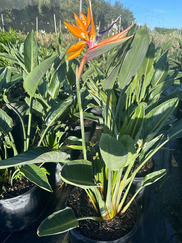 strelitzia-reginae-bird-of-paradise-orange-crane-flower
