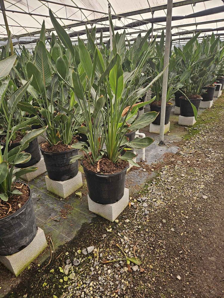 strelitzia-reginae-bird-of-paradise-orange-crane-flower