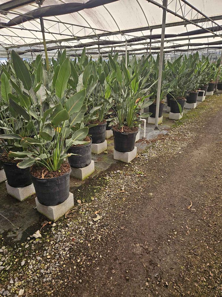 strelitzia-reginae-bird-of-paradise-orange-crane-flower