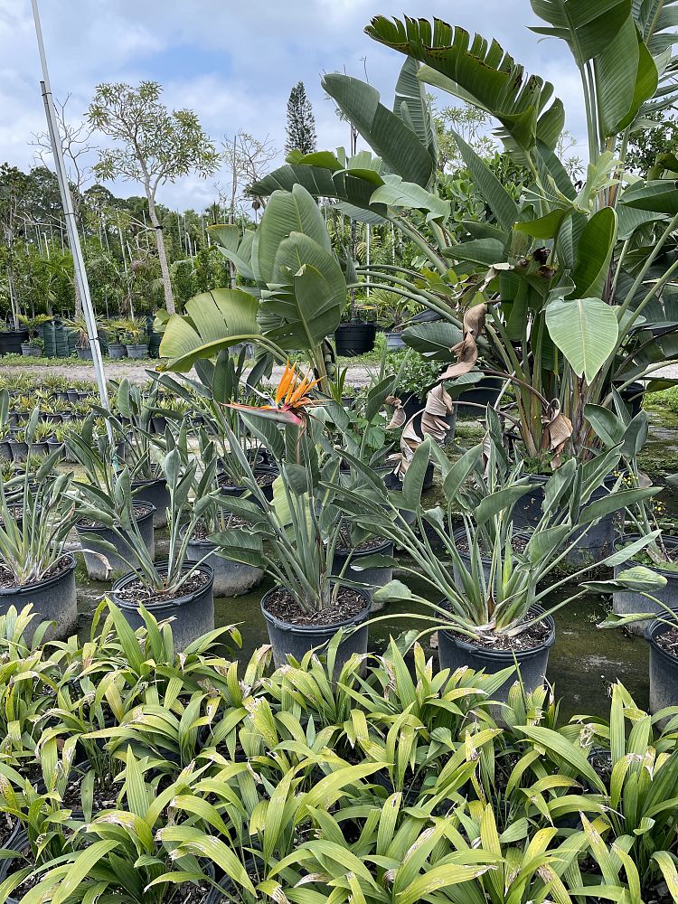 strelitzia-reginae-bird-of-paradise-orange-crane-flower