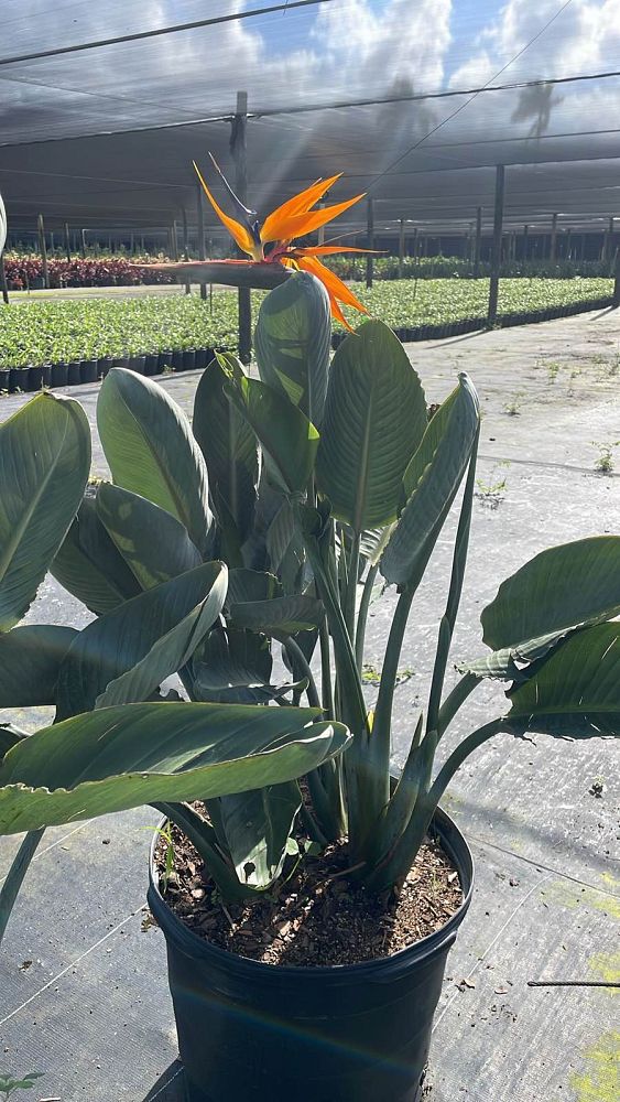 strelitzia-reginae-bird-of-paradise-orange-crane-flower