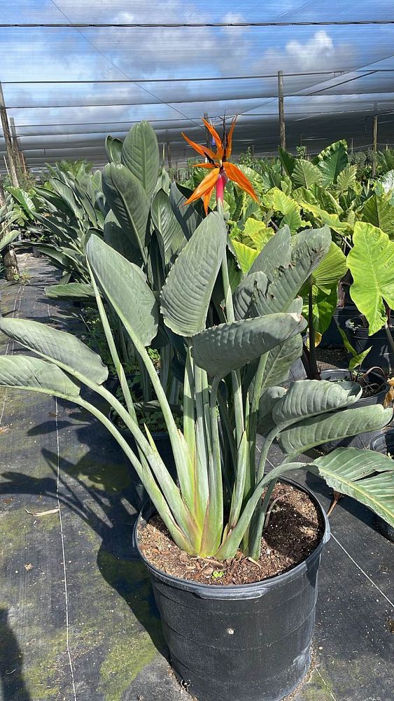 strelitzia-reginae-bird-of-paradise-orange-crane-flower