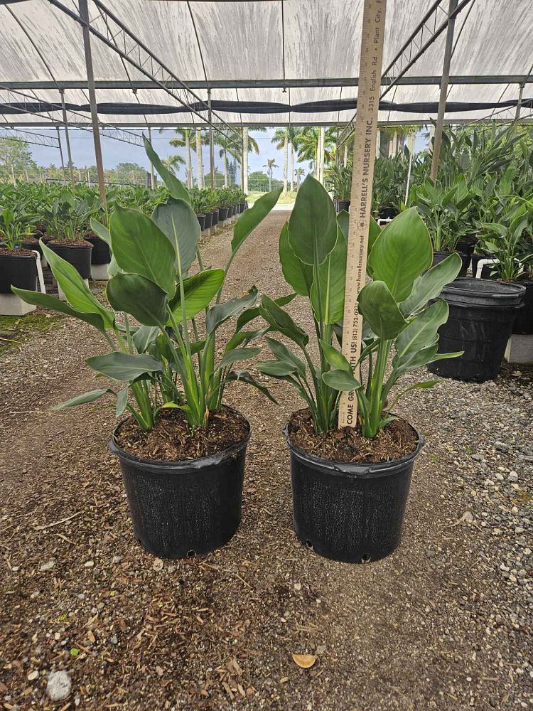 strelitzia-reginae-bird-of-paradise-orange-crane-flower