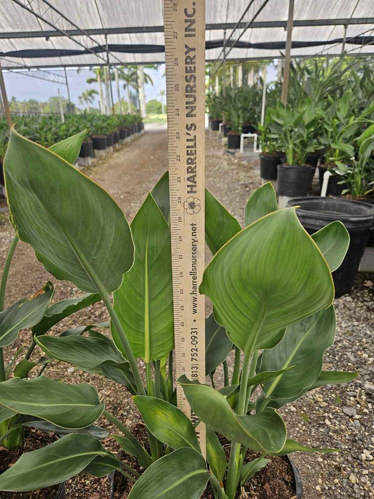strelitzia-reginae-bird-of-paradise-orange-crane-flower