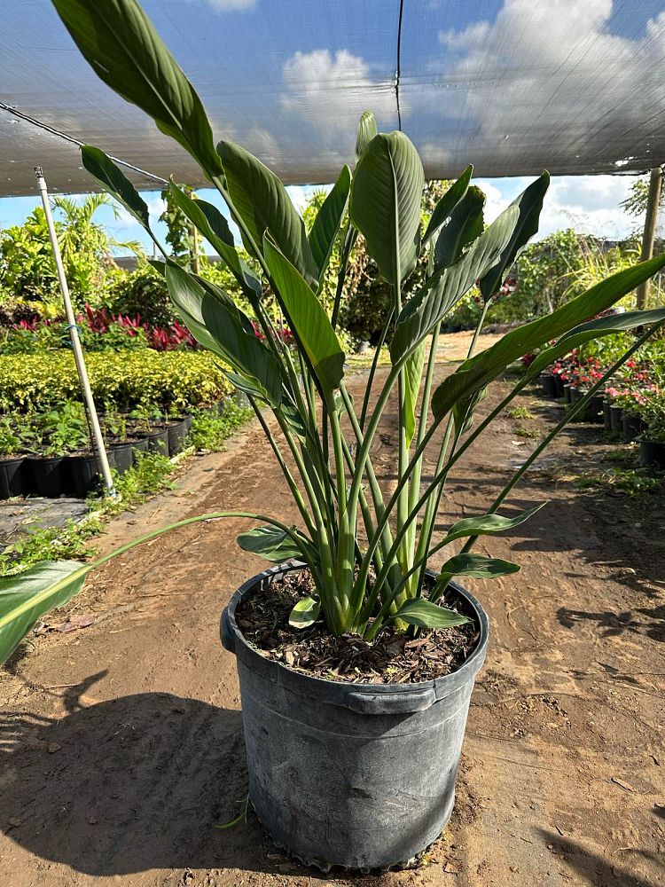 strelitzia-reginae-bird-of-paradise-orange-crane-flower