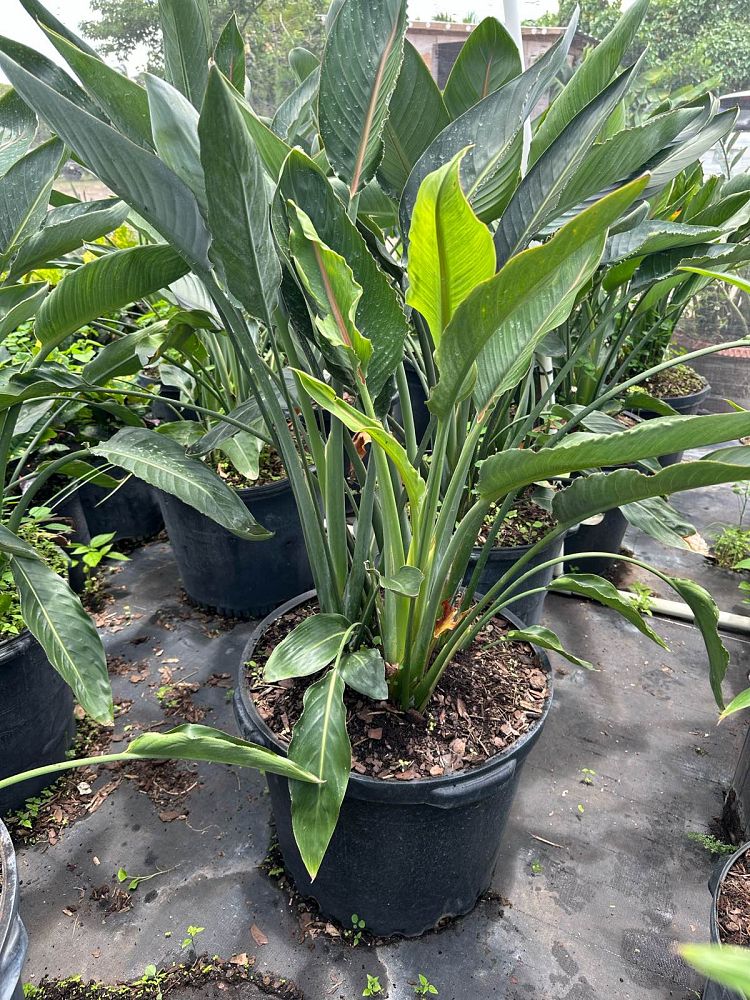 strelitzia-reginae-bird-of-paradise-orange-crane-flower