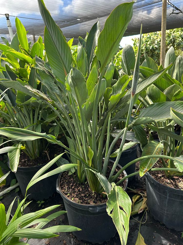 strelitzia-reginae-bird-of-paradise-orange-crane-flower