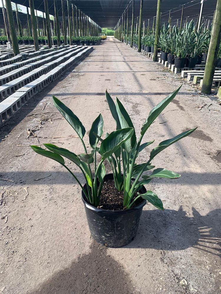 strelitzia-reginae-bird-of-paradise-orange-crane-flower
