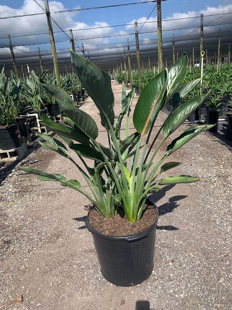 strelitzia-reginae-bird-of-paradise-orange-crane-flower