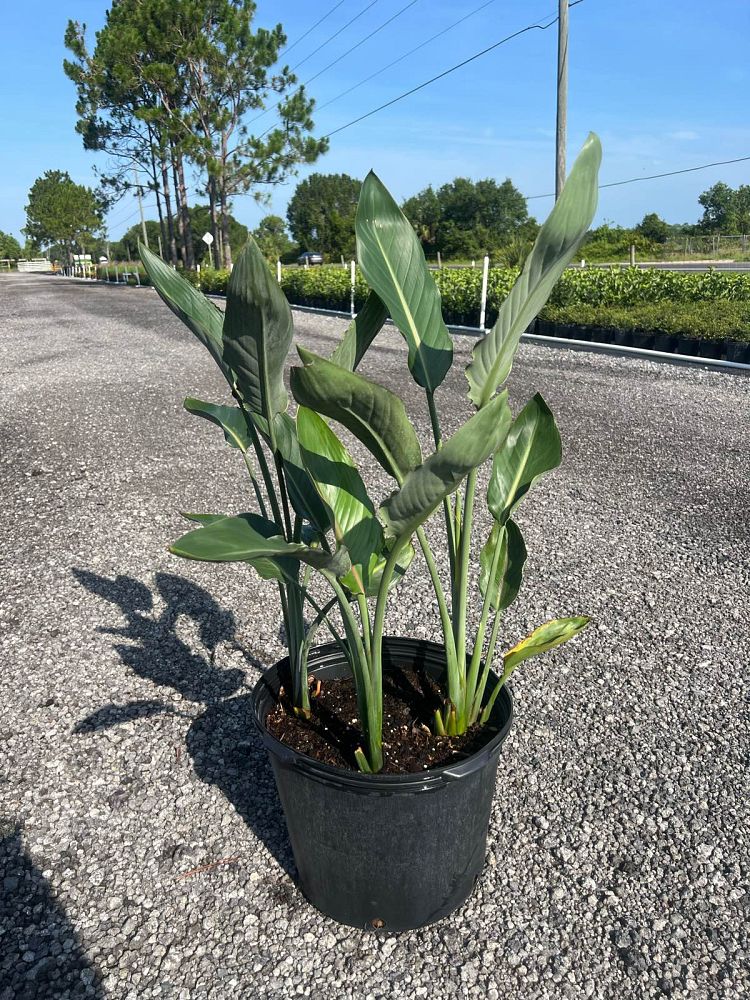 strelitzia-reginae-bird-of-paradise-orange-crane-flower