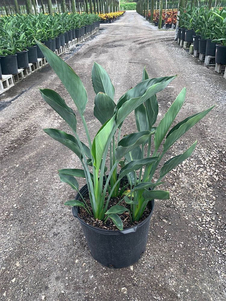 strelitzia-reginae-bird-of-paradise-orange-crane-flower
